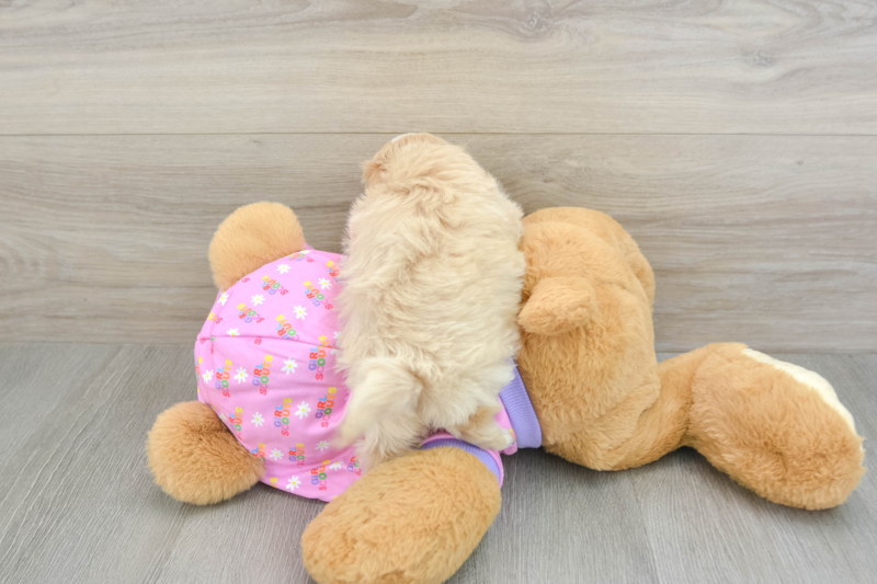 Meet Templeton - our Maltipoo Puppy Photo 2/4 - Lone Star Pups