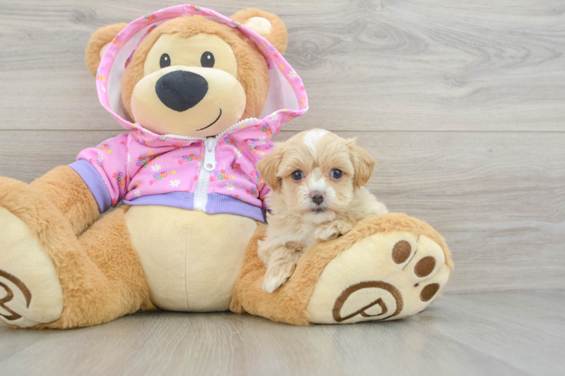 Meet Templeton - our Maltipoo Puppy Photo 3/4 - Lone Star Pups