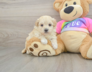 8 week old Maltipoo Puppy For Sale - Lone Star Pups