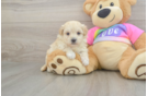 Petite Maltipoo Poodle Mix Pup
