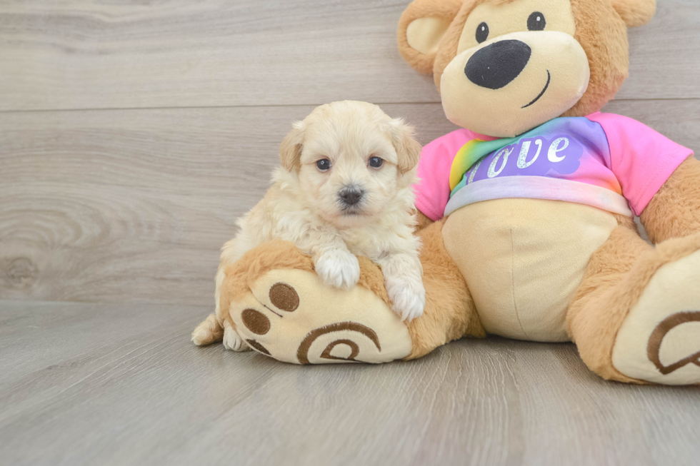 Petite Maltipoo Poodle Mix Pup