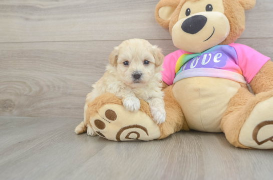 Petite Maltipoo Poodle Mix Pup