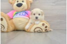 Maltipoo Pup Being Cute