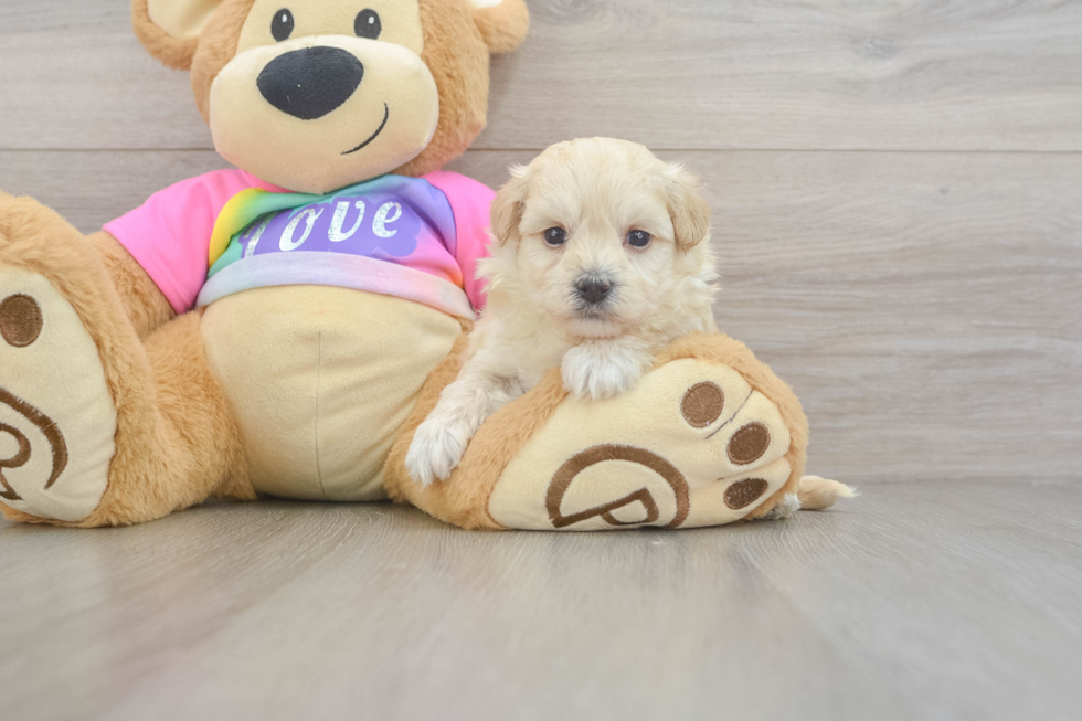 Maltipoo Pup Being Cute