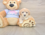 8 week old Maltipoo Puppy For Sale - Lone Star Pups