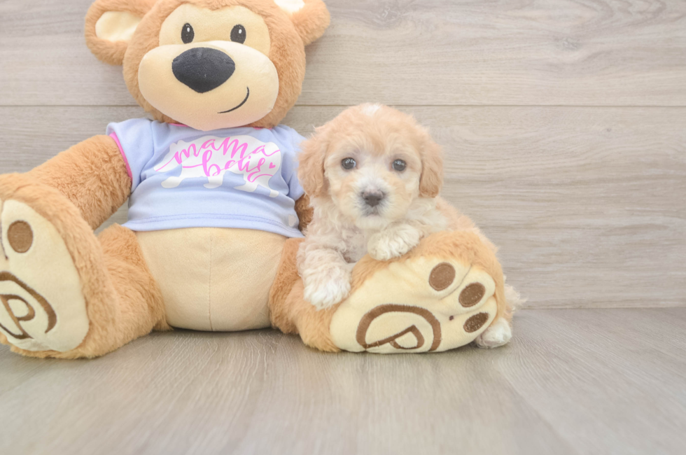 5 week old Maltipoo Puppy For Sale - Lone Star Pups