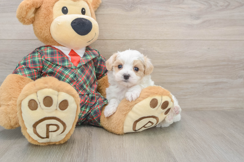 5 week old Maltipoo Puppy For Sale - Lone Star Pups