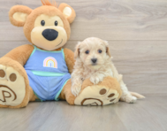 8 week old Maltipoo Puppy For Sale - Lone Star Pups