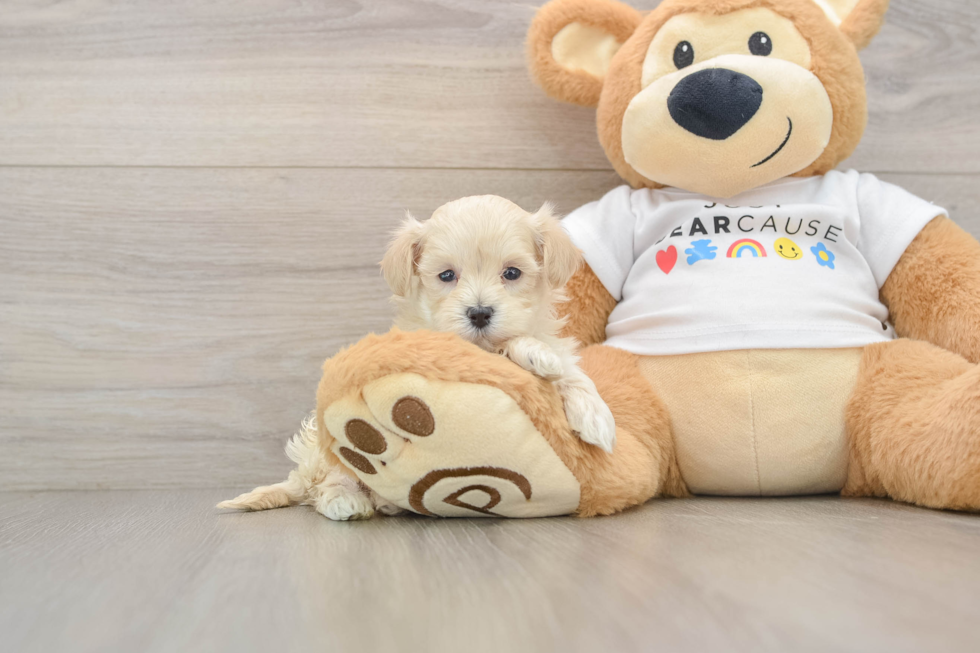 Smart Maltipoo Poodle Mix Pup
