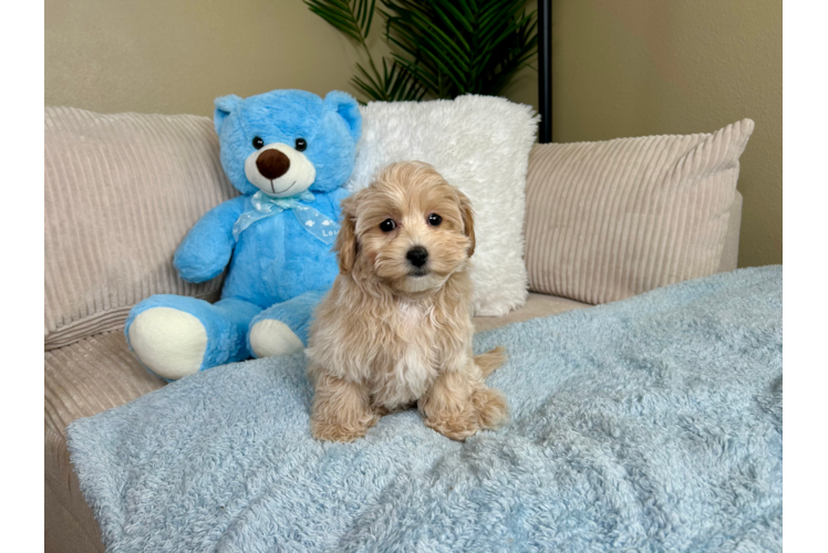 Best Maltipoo Baby