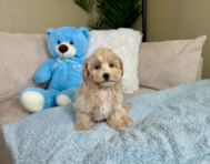 9 week old Maltipoo Puppy For Sale - Lone Star Pups
