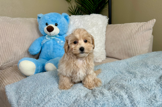 Best Maltipoo Baby