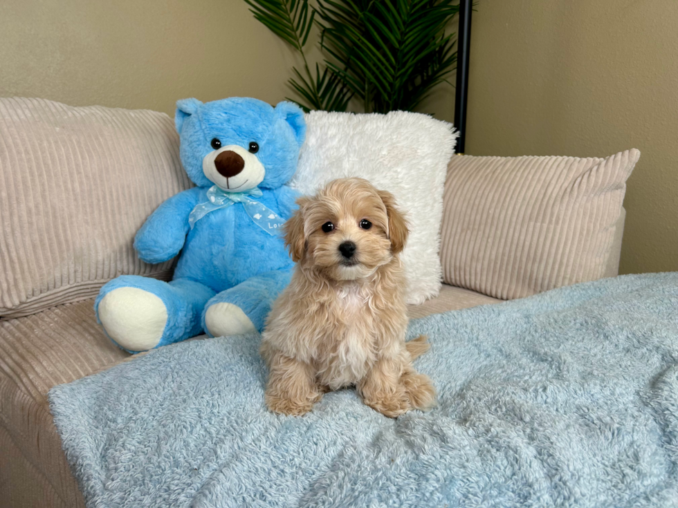 Cute Maltipoo Baby