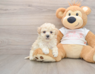 7 week old Maltipoo Puppy For Sale - Lone Star Pups