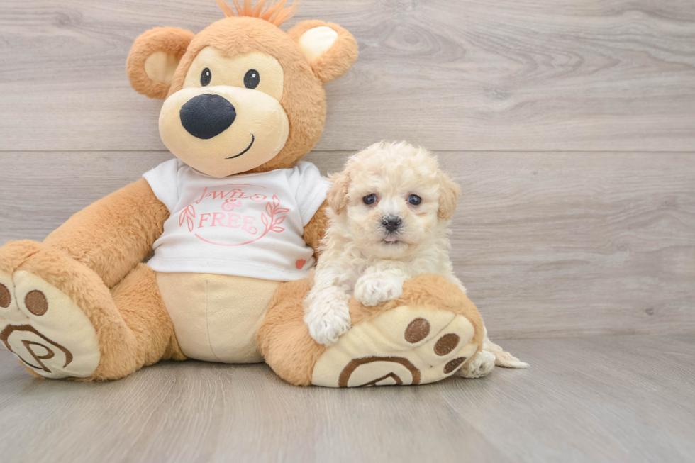 Popular Maltipoo Poodle Mix Pup