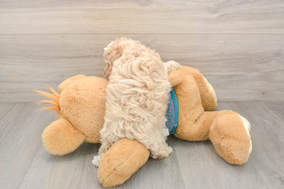 Best Maltipoo Baby