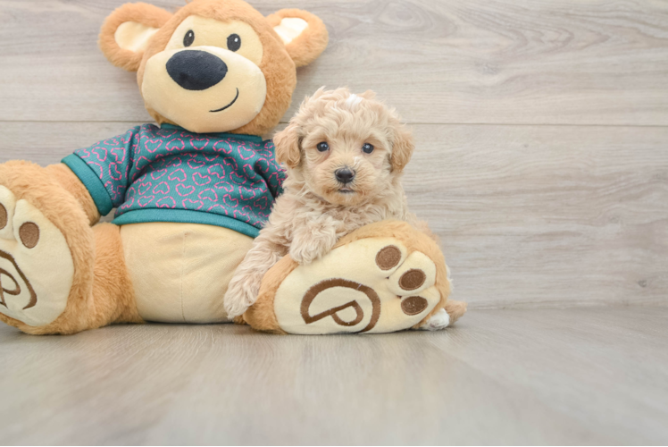 Maltipoo Pup Being Cute