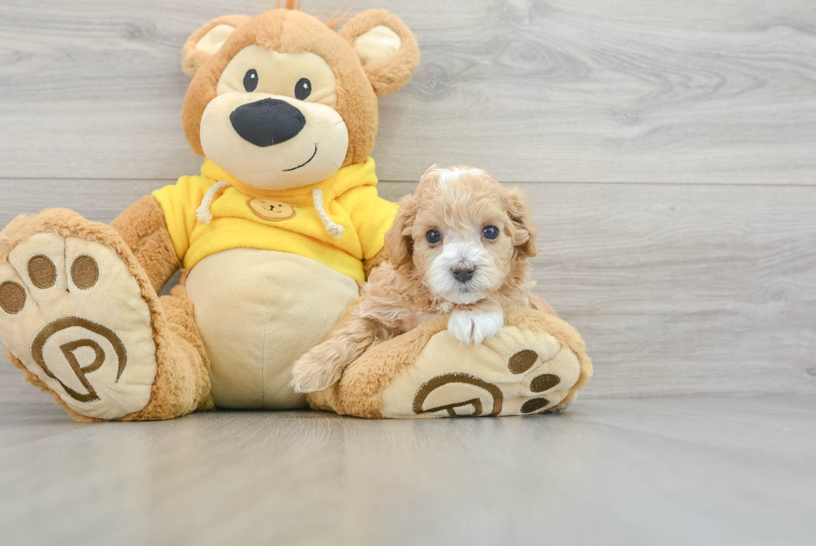 Playful Maltese Poodle Poodle Mix Puppy