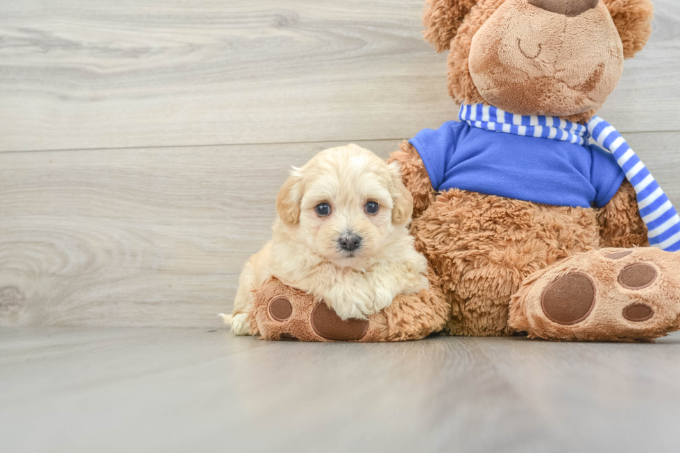 Maltipoo Puppy for Adoption