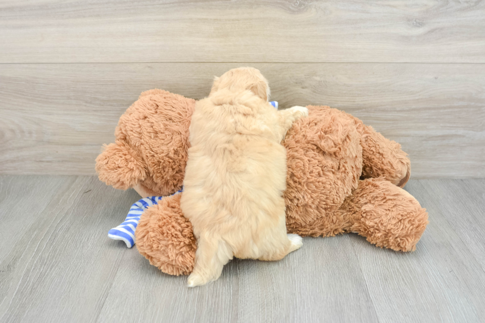 Fluffy Maltipoo Poodle Mix Pup