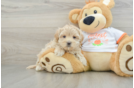 Small Maltipoo Baby