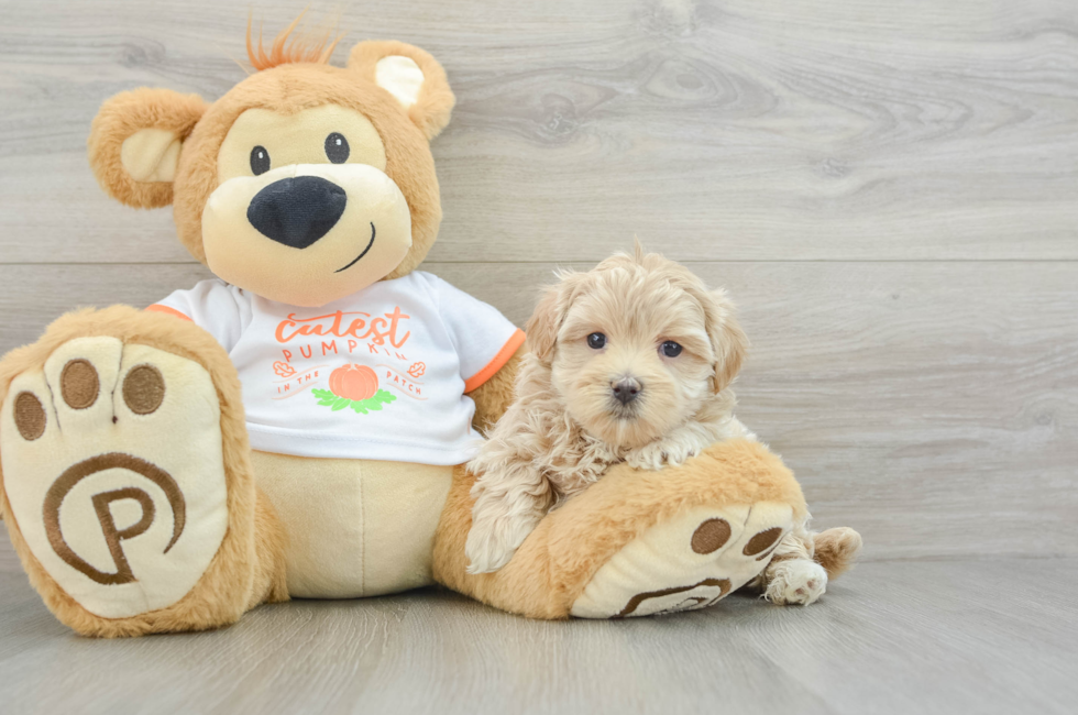 5 week old Maltipoo Puppy For Sale - Lone Star Pups