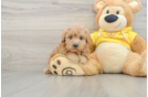 Smart Maltipoo Poodle Mix Pup