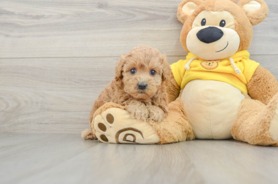 Smart Maltipoo Poodle Mix Pup