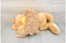 Maltipoo Puppy for Adoption