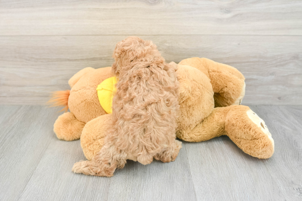 Maltipoo Puppy for Adoption
