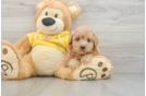 Energetic Maltidoodle Poodle Mix Puppy