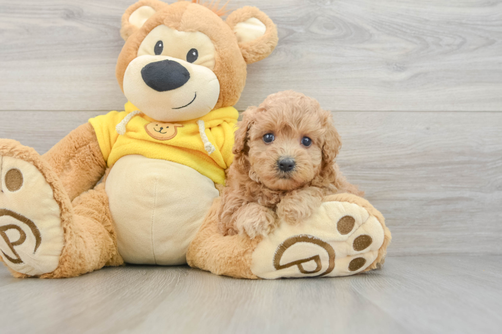 Energetic Maltidoodle Poodle Mix Puppy