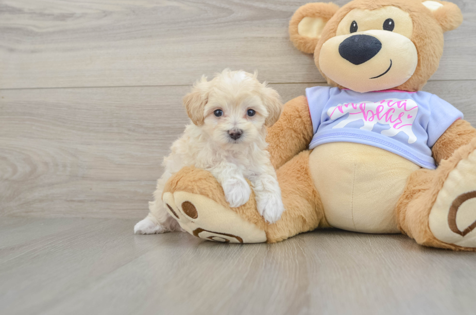 5 week old Maltipoo Puppy For Sale - Lone Star Pups