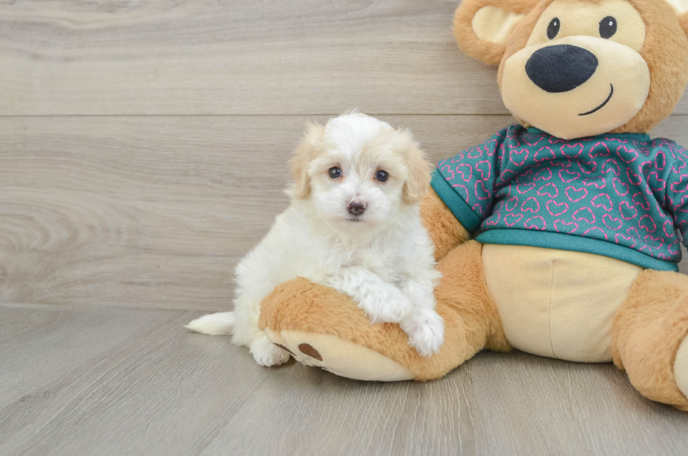 5 week old Maltipoo Puppy For Sale - Lone Star Pups