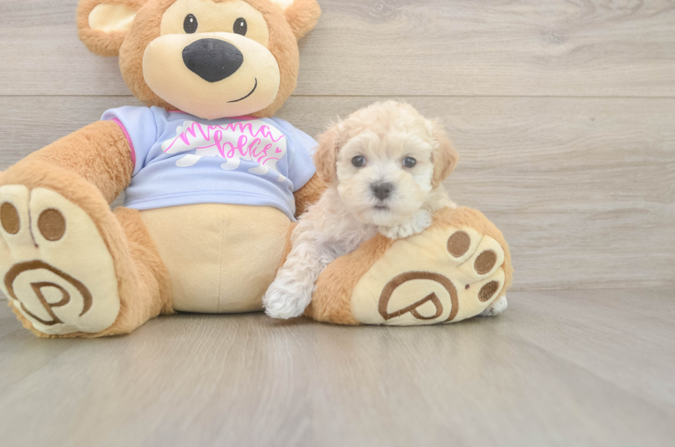 5 week old Maltipoo Puppy For Sale - Lone Star Pups