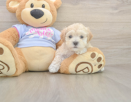 8 week old Maltipoo Puppy For Sale - Lone Star Pups 8 week old Maltipoo Puppy For Sale - Lone Star Pups
