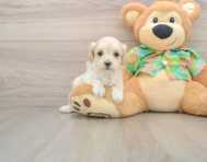 8 week old Maltipoo Puppy For Sale - Lone Star Pups