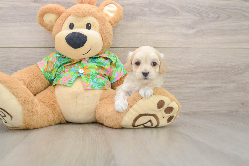 Maltipoo Pup Being Cute