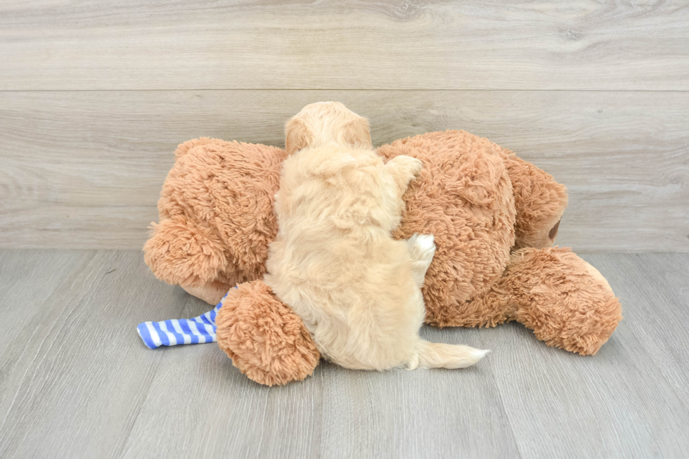 Popular Maltipoo Poodle Mix Pup