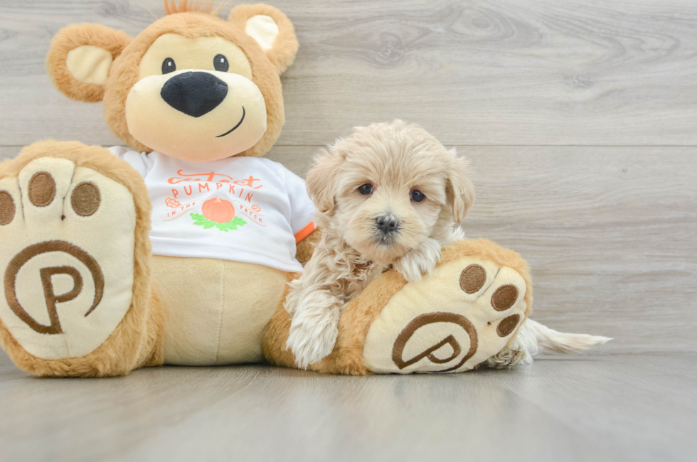 5 week old Maltipoo Puppy For Sale - Lone Star Pups