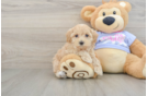 Friendly Maltipoo Baby