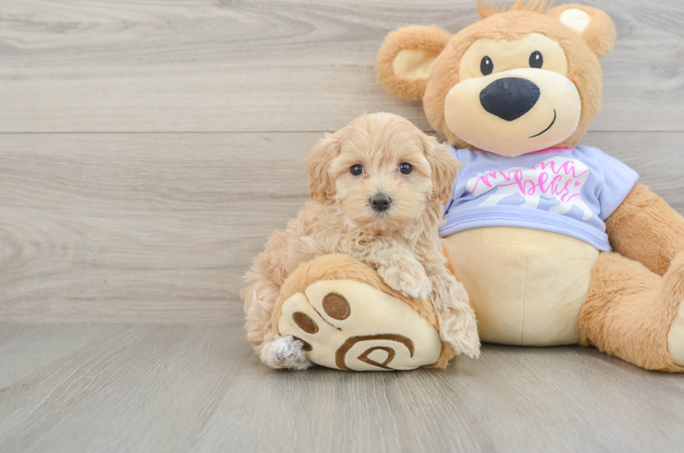 5 week old Maltipoo Puppy For Sale - Lone Star Pups