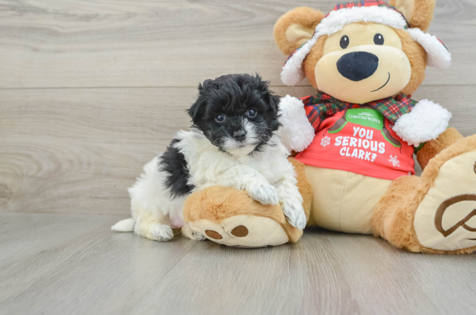 6 week old Maltipoo Puppy For Sale - Lone Star Pups