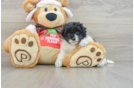 Funny Maltipoo Poodle Mix Pup