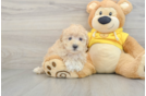 Best Maltipoo Baby