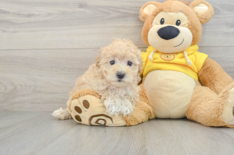 Best Maltipoo Baby