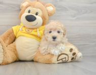 8 week old Maltipoo Puppy For Sale - Lone Star Pups