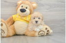 Maltipoo Pup Being Cute