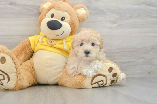 Maltipoo Pup Being Cute