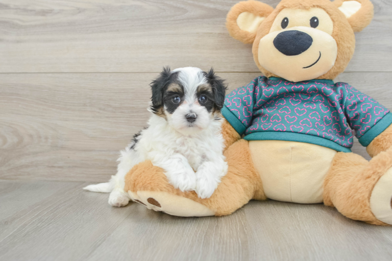 Meet Tokyo - our Maltipoo Puppy Photo 1/3 - Lone Star Pups